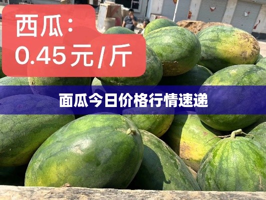 面瓜今日价格行情速递