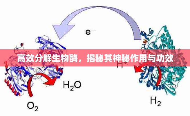 高效分解生物酶，揭秘其神秘作用与功效