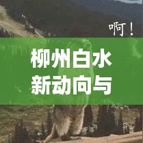 柳州白水新动向与发展亮点揭秘，城市更新与新闻头条聚焦
