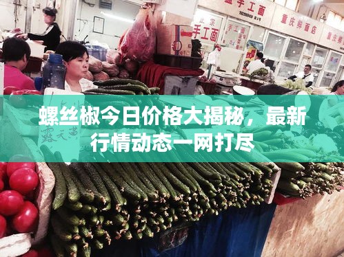螺丝椒今日价格大揭秘，最新行情动态一网打尽