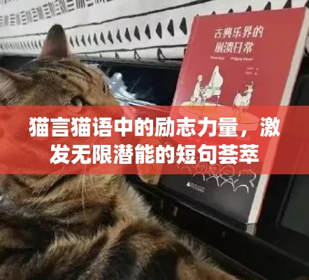 猫言猫语中的励志力量，激发无限潜能的短句荟萃