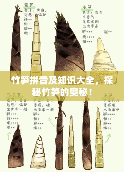 竹笋拼音及知识大全，探秘竹笋的奥秘！