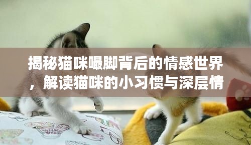 揭秘猫咪嘬脚背后的情感世界，解读猫咪的小习惯与深层情感表达