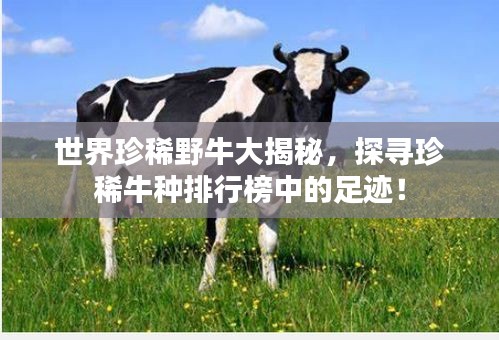 世界珍稀野牛大揭秘，探寻珍稀牛种排行榜中的足迹！