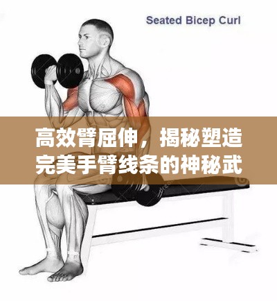 高效臂屈伸，揭秘塑造完美手臂线条的神秘武器