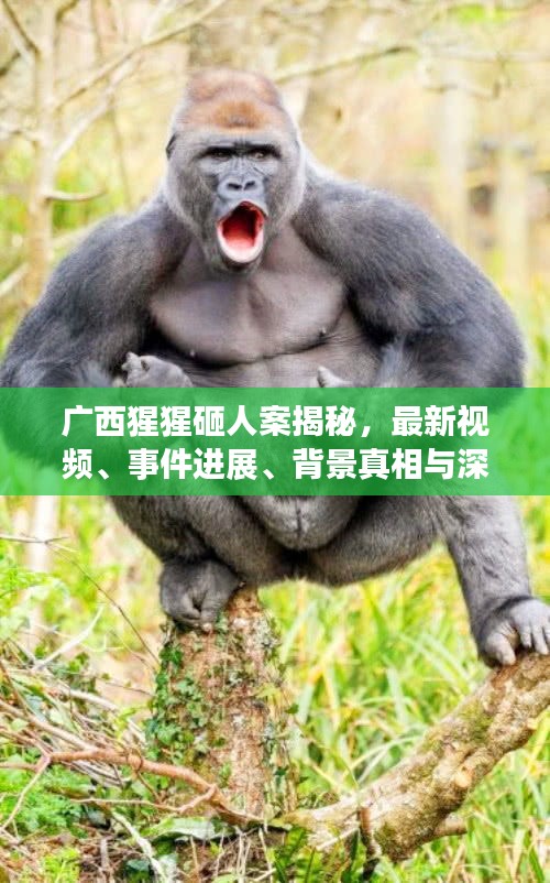 广西猩猩砸人案揭秘，最新视频、事件进展、背景真相与深刻反思