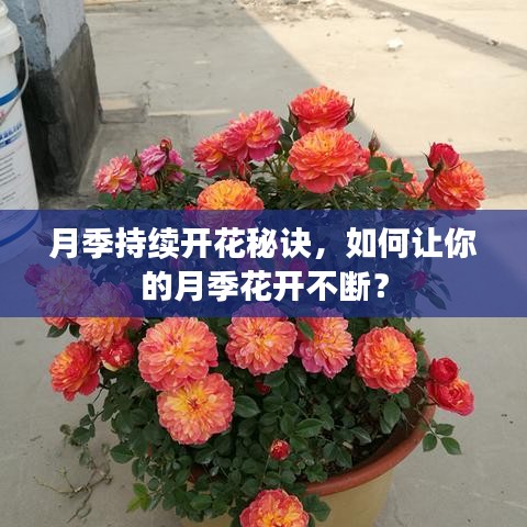 月季持续开花秘诀，如何让你的月季花开不断？