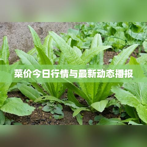 菜价今日行情与最新动态播报