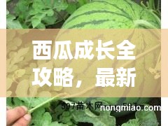 西瓜成长全攻略，最新版种植指南助你轻松培育硕果！