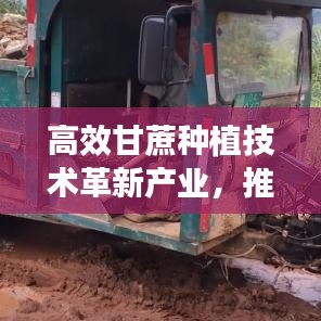 高效甘蔗种植技术革新产业，推动甘蔗产业蓬勃发展