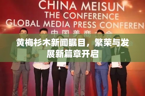 黄梅杉木新闻瞩目，繁荣与发展新篇章开启