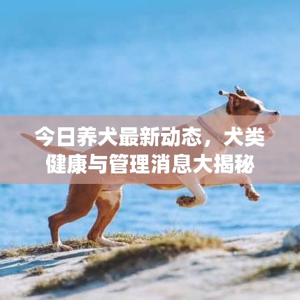 今日养犬最新动态，犬类健康与管理消息大揭秘