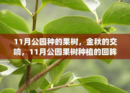 金秋交响，11月公园果树种植的回眸与影响