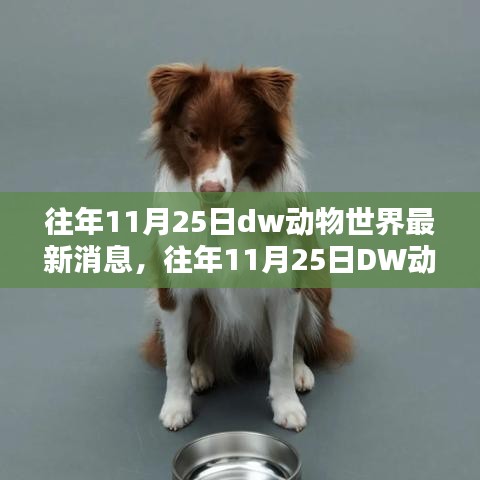 揭秘DW动物世界最新动态与惊人发现，历年11月25日最新消息速递