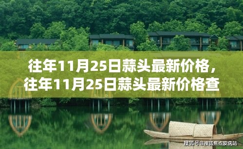 往年11月25日蒜头价格解析，最新价格查询指南与教程