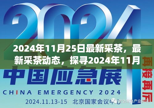 探寻最新采茶之旅，2024年11月25日的茶叶采摘动态