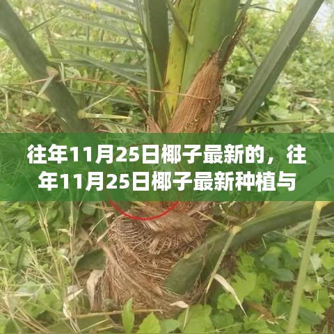 往年11月25日椰子的最新种植与护理指南发布