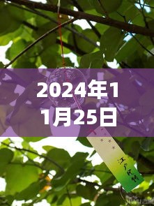 漳州一品江山最新动态纪实，深度观察下的最新进展（2024年11月25日）