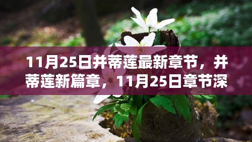 11月25日并蒂莲最新章节深度解析与全新篇章揭秘