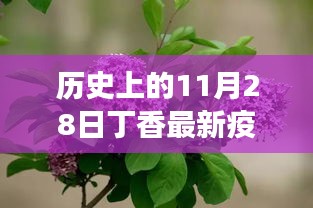 历史上的11月28日丁香疫情转折，力量与乐观的展现