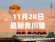 探寻最新青川猎犬风采，11月28日青川猎犬集结出售信息一网打尽