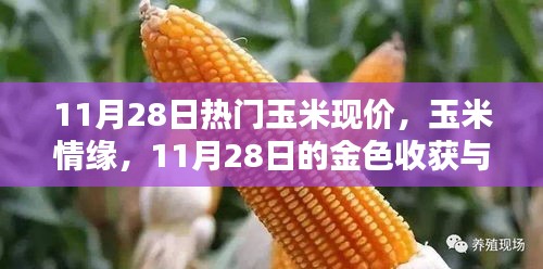 11月28日玉米行情概览，金色收获中的情缘与友情传递