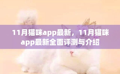 11月猫咪app最新全面评测与介绍