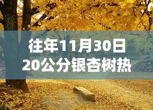 揭秘，往年11月30日20公分银杏树热门价格概览