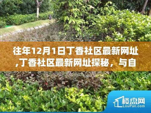 丁香社区最新网址探秘，与自然美景的邂逅之旅