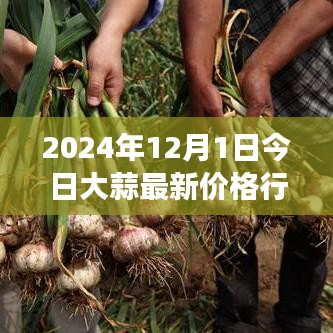 大蒜风云背后的励志故事，自信闪耀的2024年蒜价变化学习之旅