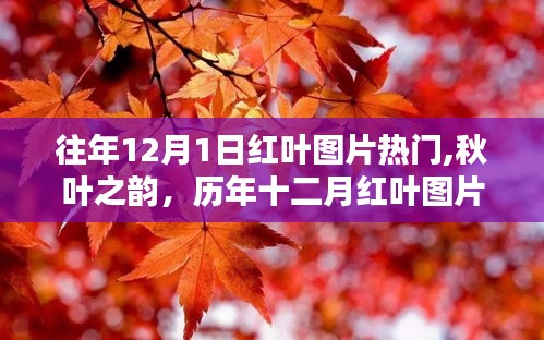 历年十二月红叶图片回顾，秋叶之韵，热门红叶美图欣赏