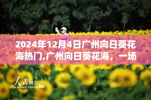 广州向日葵花海，自信绽放之旅，热门旅游目的地（2024年）