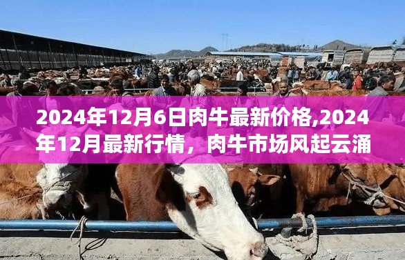 2024年肉牛市场最新行情解析，价格走势风起云涌