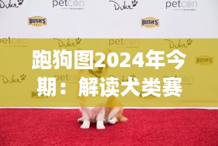 跑狗图2024年今期：解读犬类赛跑背后的文化与经济影响