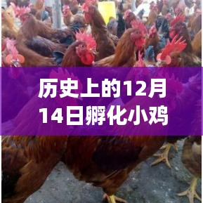 历史上的12月14日小鸡孵化事件深度解读与实时回顾