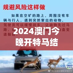 2024澳门今晚开特马结果：速度与激情并驾齐驱，今夜最具竞争力的赛马有哪些？