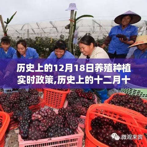 历史上的12月18日养殖种植政策变迁，深刻印记与实时动态