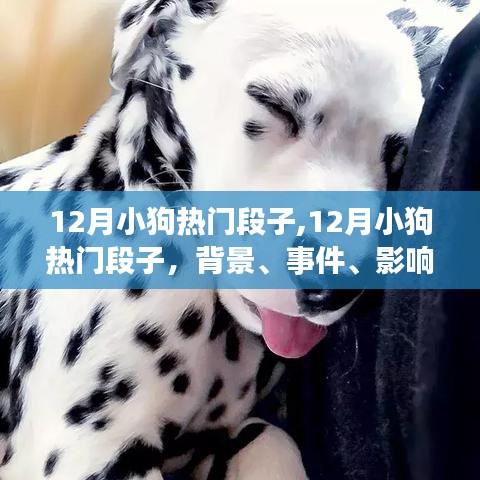 12月小狗热门段子，时代印记下的背景、事件与影响