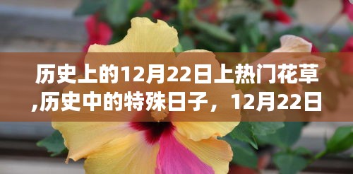 12月22日花草传奇，历史上的特殊日子与热门植物之旅