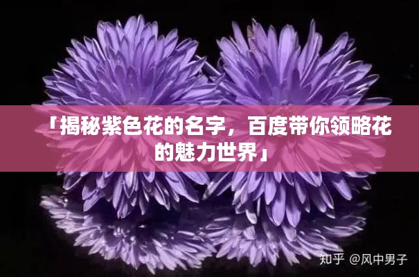 「揭秘紫色花的名字，百度带你领略花的魅力世界」