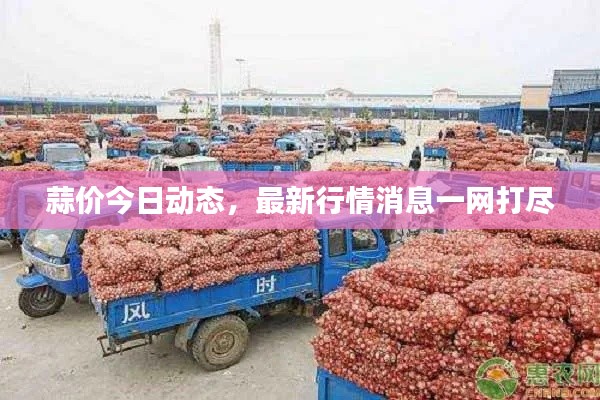 蒜价今日动态，最新行情消息一网打尽