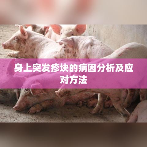 身上突发疹块的病因分析及应对方法