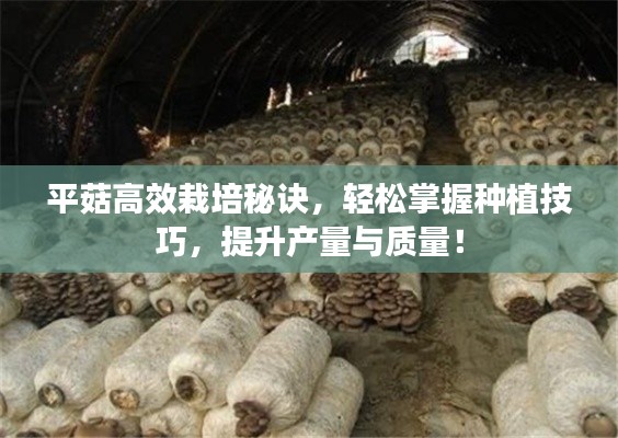 平菇高效栽培秘诀，轻松掌握种植技巧，提升产量与质量！