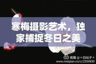 寒梅摄影艺术，独家捕捉冬日之美的视觉盛宴