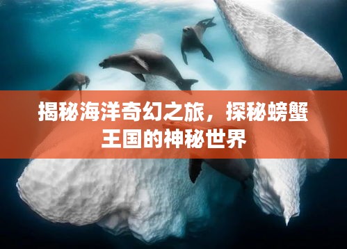 揭秘海洋奇幻之旅，探秘螃蟹王国的神秘世界