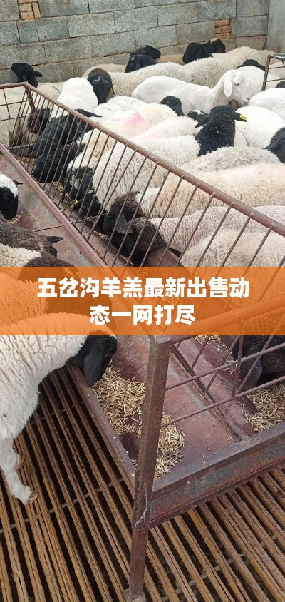 五岔沟羊羔最新出售动态一网打尽