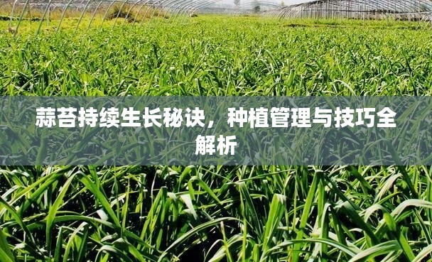 蒜苔持续生长秘诀，种植管理与技巧全解析