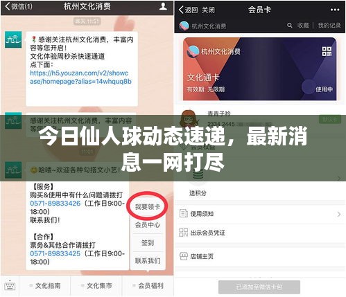 今日仙人球动态速递，最新消息一网打尽