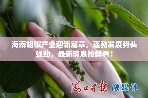 海南胡椒产业迎新篇章，蓬勃发展势头强劲，最新消息抢鲜看！