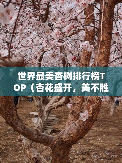 世界最美杏树排行榜TOP（杏花盛开，美不胜收）